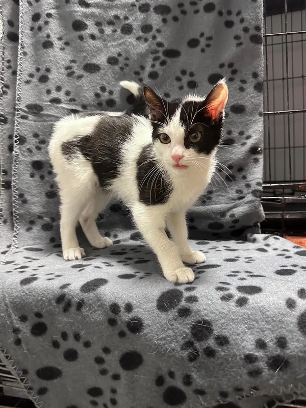 Oddam kota, Warszawa, Nowe Miasto, 9 września 2025 (3/3)