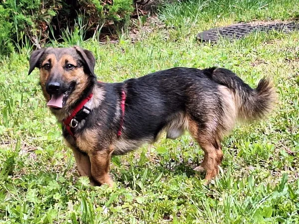 Oddam psa, Warszawa, Ujazdów, 9 września 2025 (1/4)