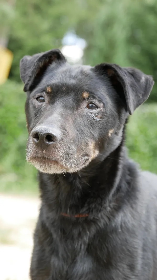 Oddam psa, Warszawa, Czyste, 9 września 2025 (1/4)