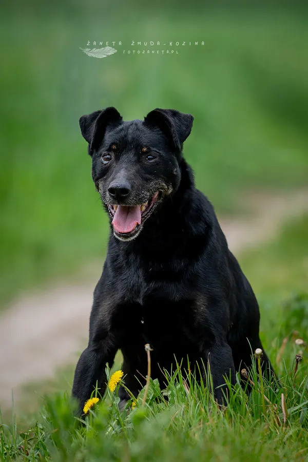 Oddam psa, Warszawa, Czyste, 9 września 2025 (3/4)