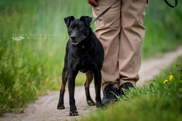 Oddam psa, Warszawa, Czyste, 9 września 2025 (4/4)