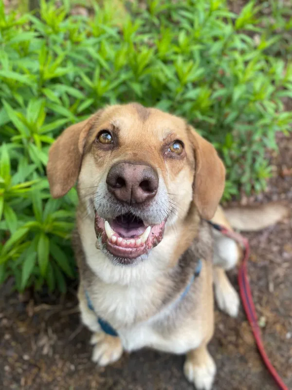 Oddam psa, Warszawa, Saska Kępa, 9 września 2025 (1/4)