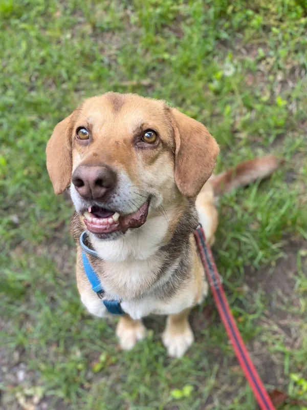 Oddam psa, Warszawa, Saska Kępa, 9 września 2025 (3/4)