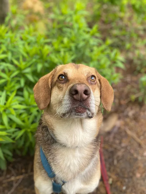 Oddam psa, Warszawa, Saska Kępa, 9 września 2025 (4/4)