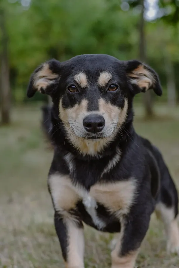 Pies do adopcji, Radom, 9 września 2025 (2/5)