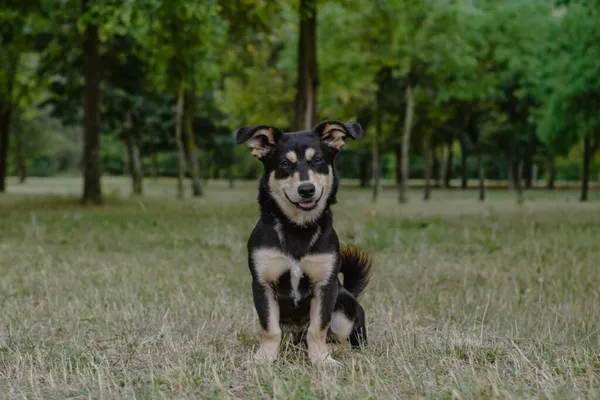 Pies do adopcji, Radom, 9 września 2025 (4/5)