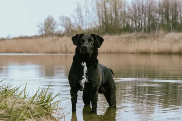 Pies do adopcji, Radom, 9 września 2025 (1/5)