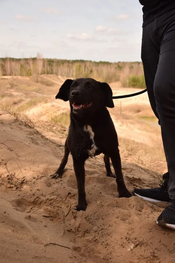 Pies do adopcji, Radom, 9 września 2025 (2/5)