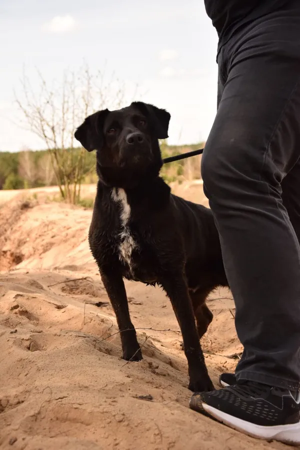 Pies do adopcji, Radom, 9 września 2025 (3/5)