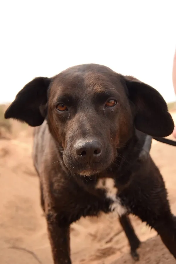 Pies do adopcji, Radom, 9 września 2025 (4/5)