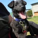 Pies do adopcji