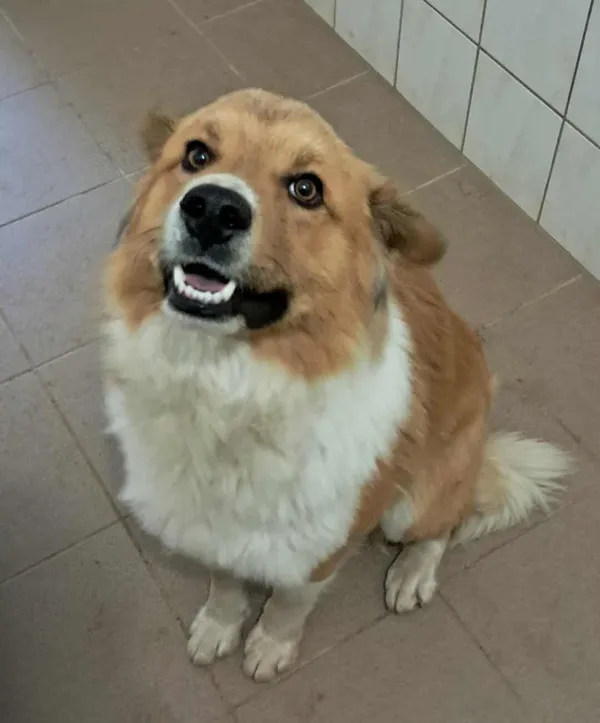 Znaleziono psa, Olsztyn, 8 września 2025