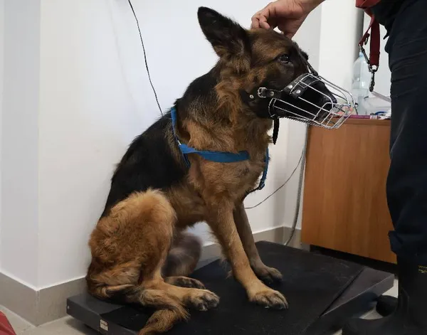 Znaleziono psa, Łódź, 8 września 2025 (1/5)