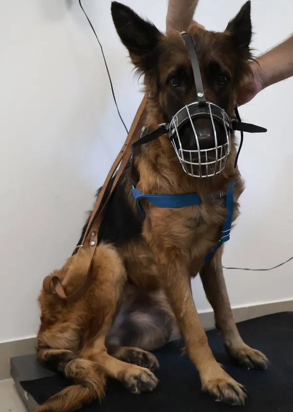 Znaleziono psa, Łódź, 8 września 2025 (2/5)