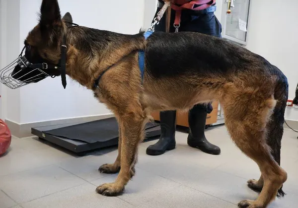 Znaleziono psa, Łódź, 8 września 2025 (3/5)