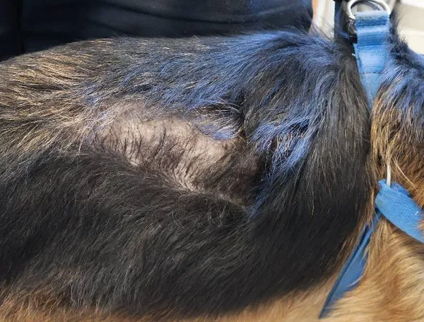 Znaleziono psa, Łódź, 8 września 2025 (4/5)