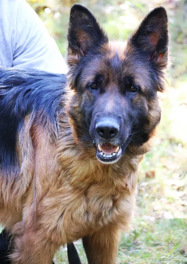 Znaleziono psa, Łódź, 8 września 2025 (5/5)