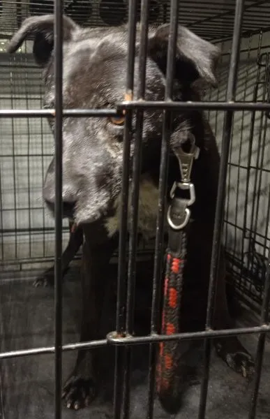 Znaleziono psa, Radom, 3 września 2025