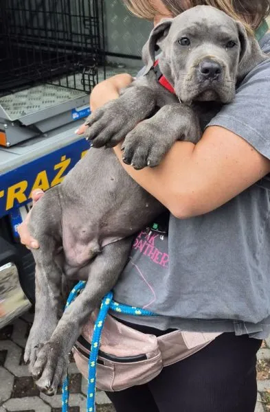 Znaleziono psa, Radom, 3 września 2025