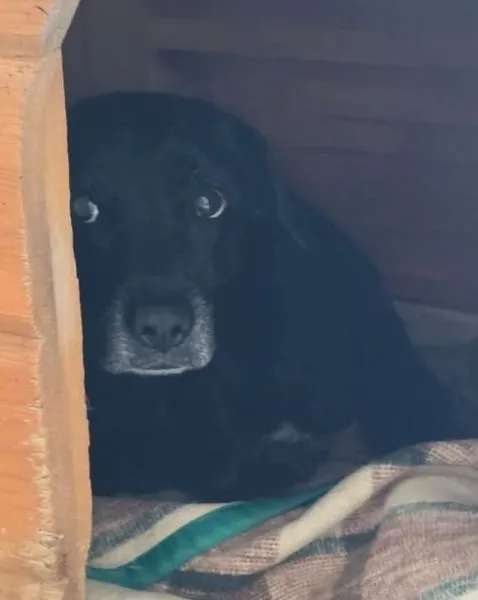 Znaleziono psa, Radom, 3 września 2025