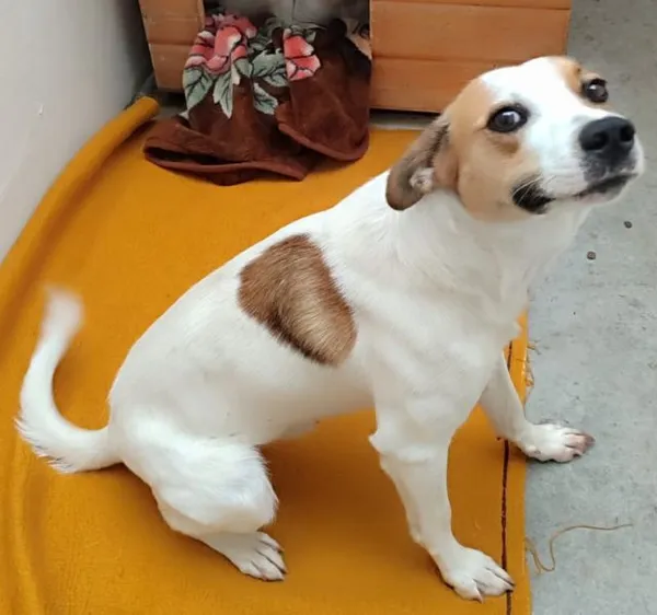 Znaleziono psa, Radom, 3 września 2025