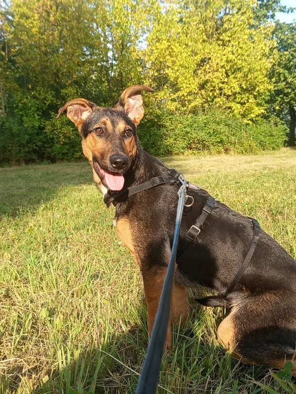 Zaginął pies, Zduńska Wola, 9 września 2025 (1/2)