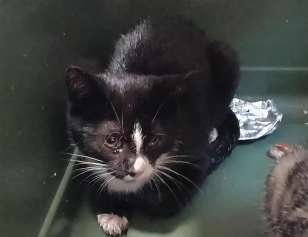 Znaleziono kota, Toruń, 7 września 2025