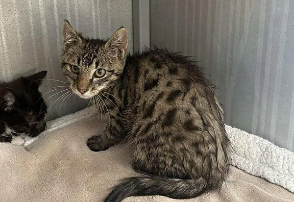 Znaleziono kota, Toruń, 7 września 2025