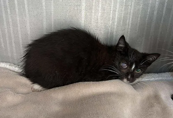 Znaleziono kota, Toruń, 7 września 2025