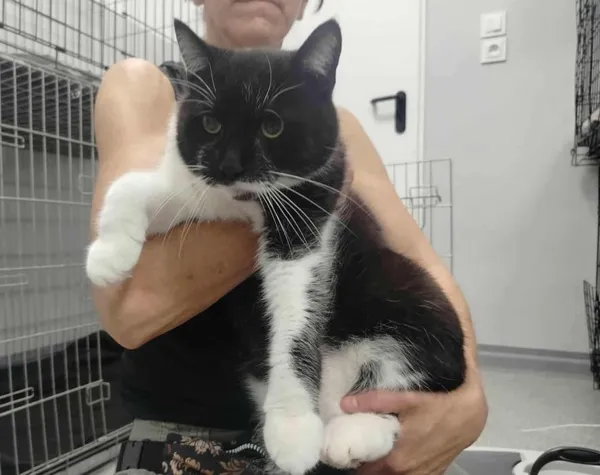 Znaleziono kota, Toruń, 5 września 2025