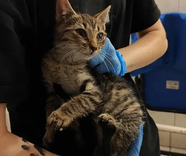 Znaleziono kota, Toruń, 5 września 2025