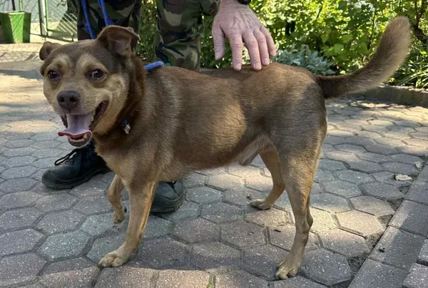 Znaleziono psa, Toruń, 4 września 2025