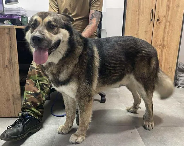 Znaleziono psa, Toruń, 4 września 2025