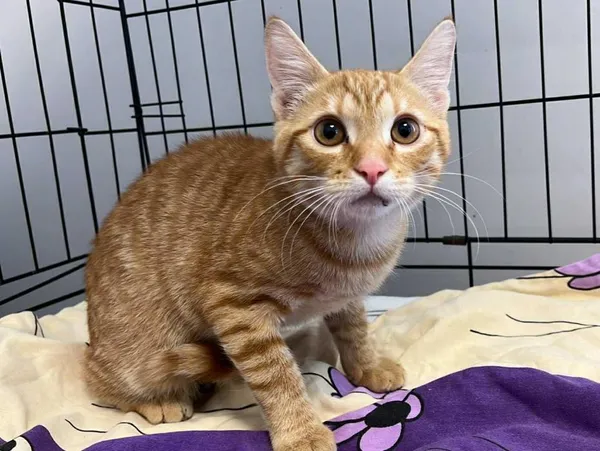 Znaleziono kota, Toruń, 4 września 2025