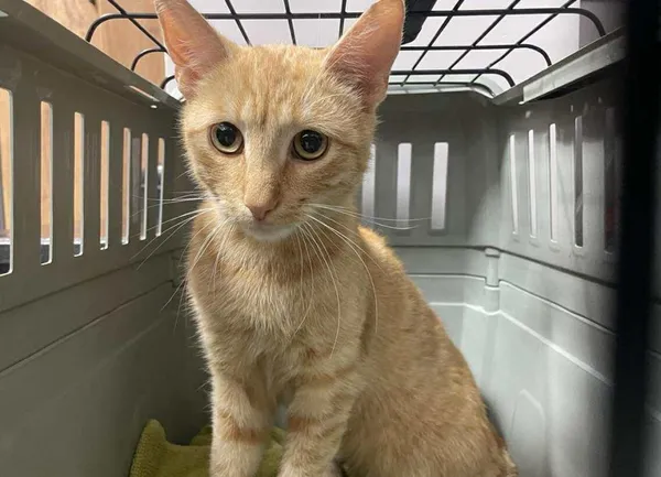 Znaleziono kota, Toruń, 3 września 2025