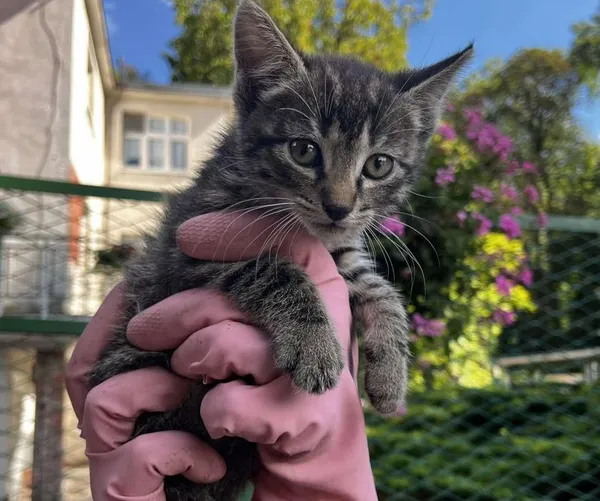 Znaleziono kota, Toruń, 3 września 2025