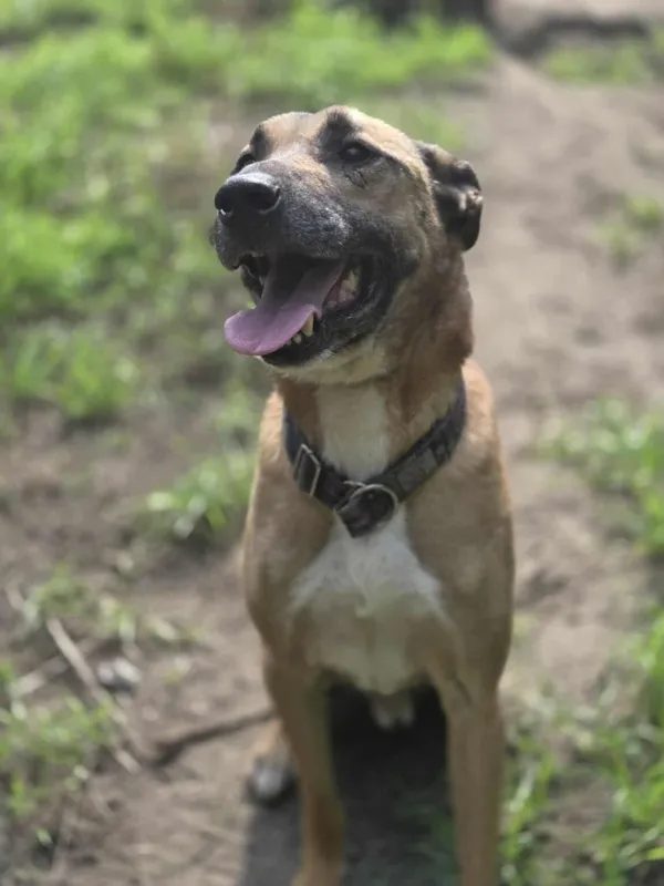 Pies do adopcji, Zgierz, 9 września 2025 (2/4)