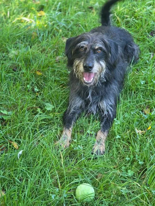 Pies do adopcji, Jelenia Góra, 5 września 2025 (2/4)