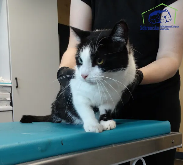 Znaleziono kota, Szczecin, 9 września 2025 (2/2)