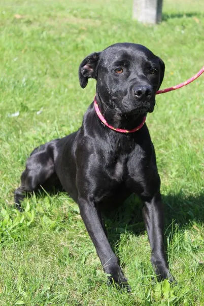 Pies do adopcji, Bełchatów, 5 lipca 2025 (4/5)