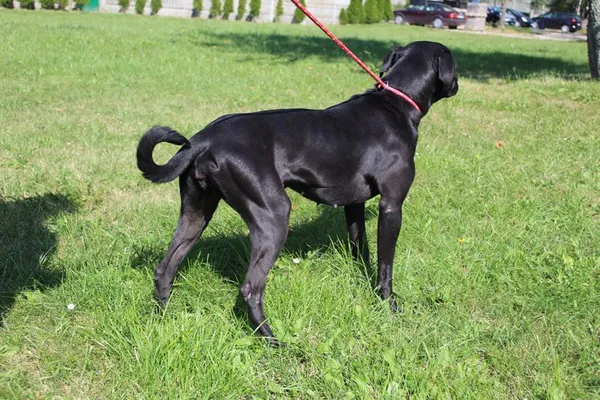 Pies do adopcji, Bełchatów, 5 lipca 2025 (5/5)