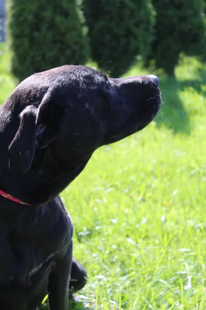 Pies do adopcji, Bełchatów, 5 lipca 2025 (3/5)