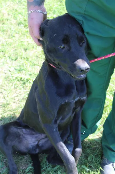 Pies do adopcji, Bełchatów, 5 lipca 2025 (5/5)