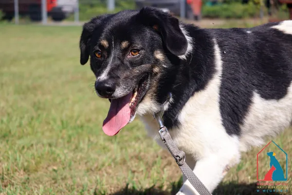 Pies do adopcji, Grudziądz, 28 lipca 2025 (1/5)