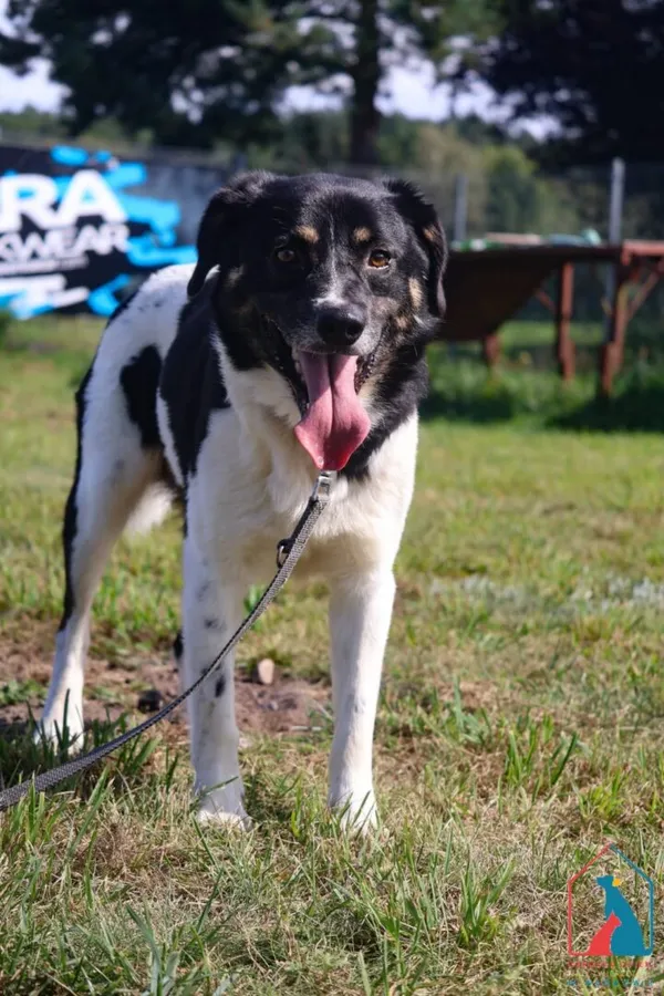 Pies do adopcji, Grudziądz, 28 lipca 2025 (2/5)