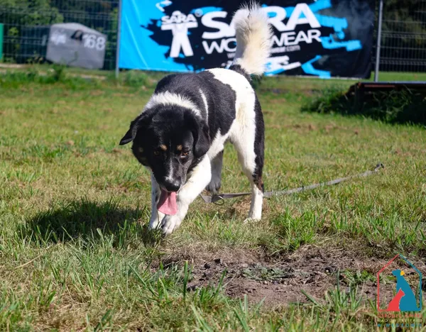 Pies do adopcji, Grudziądz, 28 lipca 2025 (4/5)