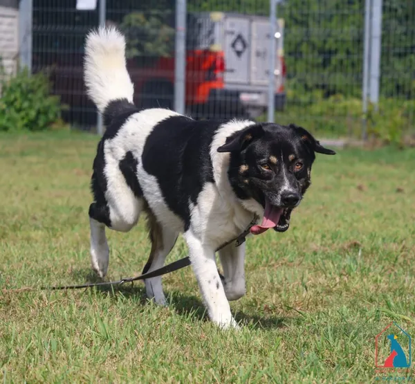 Pies do adopcji, Grudziądz, 28 lipca 2025 (5/5)