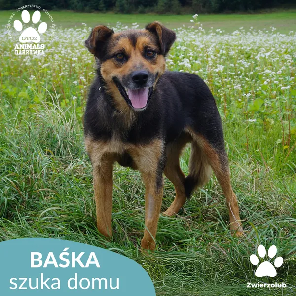 Pies do adopcji, Dąbrówka, 9 września 2025 (5/5)