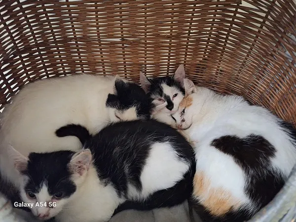 Kot do adopcji, Orzechowce, 5 września 2025 (1/4)