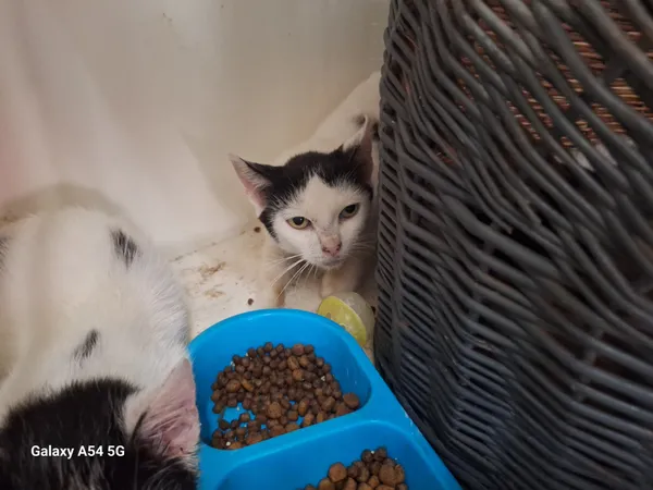 Kot do adopcji, Orzechowce, 5 września 2025 (3/4)